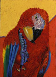 Macaw.jpg