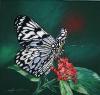 linkbutterflies.jpg